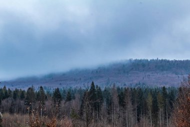 Ormanda ağaçların olduğu güzel bir manzara.