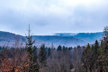 Ağaçlar ve ormanlarla dolu güzel bir manzara.