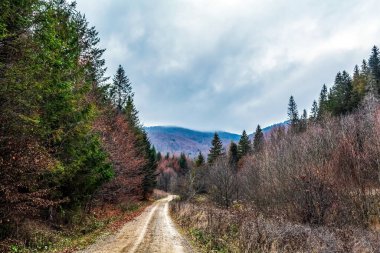 Sonbahar ormanında yol