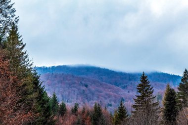 Ormanda dağ sırası olan güzel bir manzara.