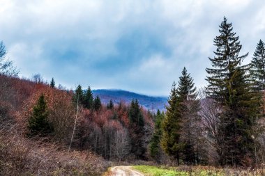 Gün ışığında güzel bir ormanın dikey görüntüsü.