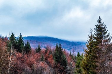 Ağaçlar ve ormanlarla dolu güzel sonbahar manzarası