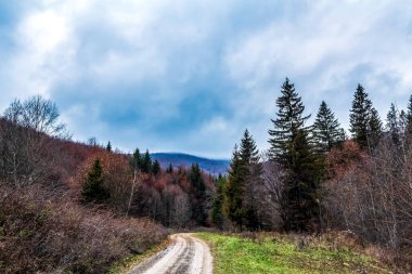 Ormandaki ağaçlar ile sonbahar manzara