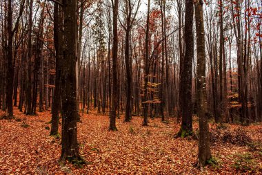 Sonbahar ormanı sabahları