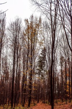 Ormanın güzel manzarası
