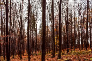 Bir ağaçla sonbahar manzarası