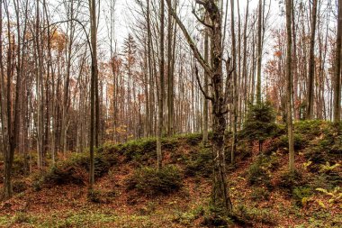 Ağaçlar ve yapraklarla dolu güzel bir sonbahar ormanı