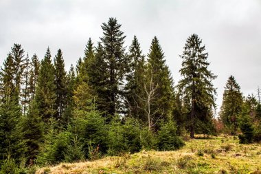 Dağlarda bir ağacı olan güzel bir manzara.