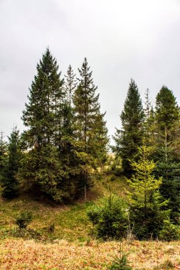 Sonbahar zaman ormanda