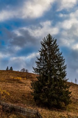 Güzel bir ormanda sonbahar renkleri