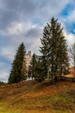 Ormanda sonbahar manzarası