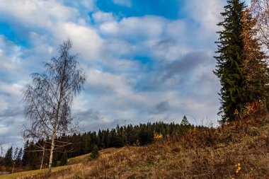 Sonbahar ormanındaki ağaçlar