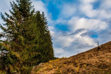 Karpatya ormanlarında sonbahar