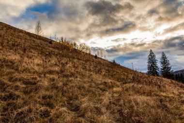 Karpatlar'ın sonbahar ormanda