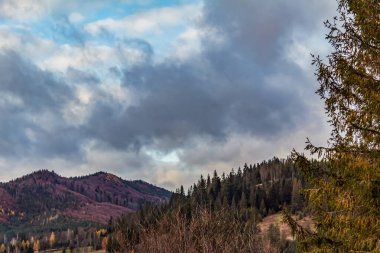 Ormanda sonbahar renkleri