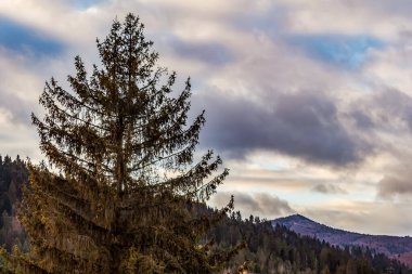 Ağaçlar ve dağlarla dolu güzel sonbahar manzarası