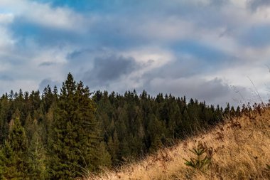 Karpat Ormanı 'nın güzel sonbahar manzarası