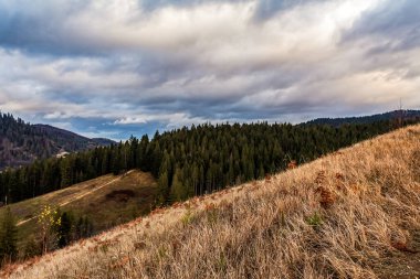 Karpatya ormanlarında sonbahar.