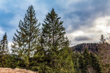 Bulutlu bir günde ormanın güzel bir görüntüsü.