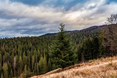 Ağaçlarla, ormanlarla ve dağlarla dolu sonbahar manzarası