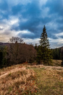 Ormanın güzel manzarası
