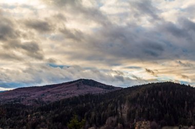 Bulutlu bir gökyüzünde güzel bir ağaç görüntüsü.
