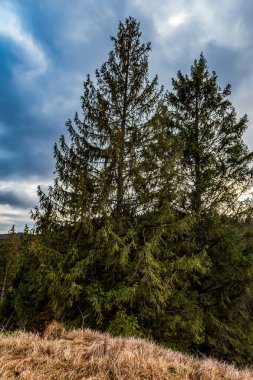 Ağaçları ve dağları olan sonbahar ormanı