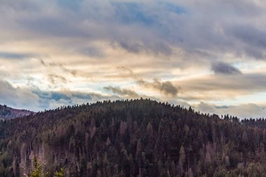 Orman, Karpatlar, Doğa Fotoğrafları - Avrupa, Doğu Avrupa, Romanya 