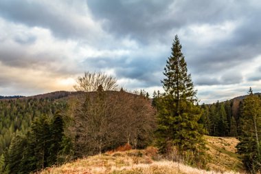 Akşamları Karpatlar 'daki dağ ormanının güzel bir görüntüsü.