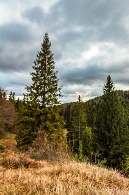 Orman ve ağaçlar sonbahar mevsiminde Alman kırsalında - Thuringia - Almanya