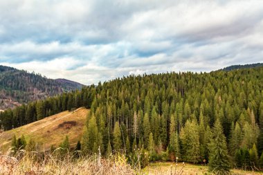 Dağ manzarası. Dağ Ormanı.