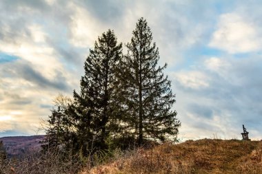 Sonbaharda bir ağaç Arkaplanda bulutlu bir gökyüzü