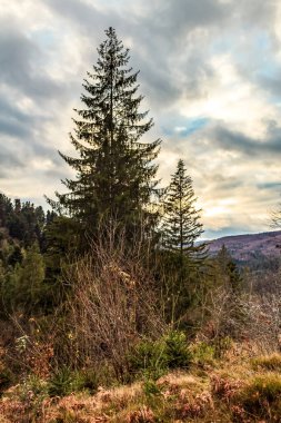 Ağaçlı güzel sonbahar ormanı