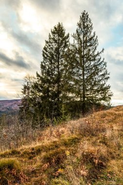 Ağaçlarla ve mavi gökyüzüyle sonbahar manzarası