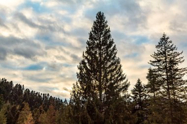 Ormanın güzel manzarası