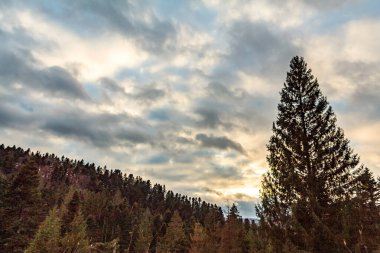 Bulutlu mavi gökyüzünün altında güzel bir ağaç görüntüsü.