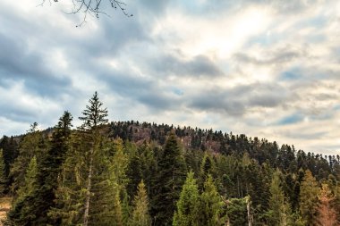 Ağaçlar ve dağlarla kaplı dağ manzarası