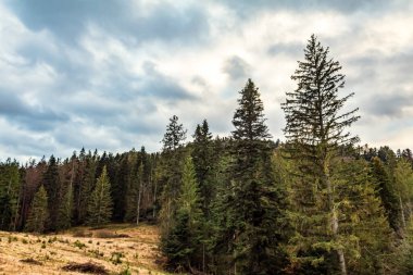 Ağaçlar ve ormanlarla dolu sonbahar manzarası