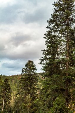 Dağlardaki güzel dağ ormanları
