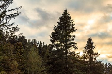 Dağlarda güzel bir sonbahar ormanı