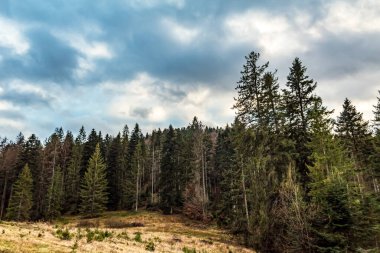 Çam ağacı olan sonbahar ormanı manzarası