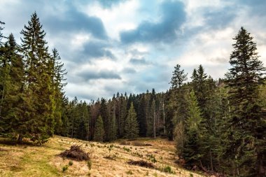 Dağlarda ağaçlar ve otlar olan güzel dağ manzarası