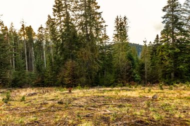 Dağlarda güzel bir sonbahar ormanı
