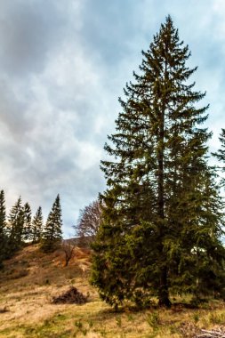 Dağlarda güzel bir çam ağacı. Çam ağacıyla sonbahar manzarası.