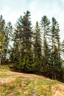 Sonbahar manzarası, sarı orman ve yeşil yapraklı ağaçlar, doğa arka planı.