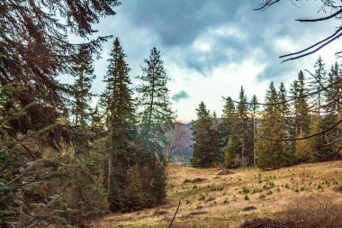 Ormanda sonbahar. Ukrayna 'nın güzel doğası
