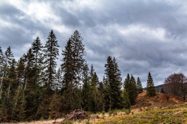 Tepedeki bir ormanda güzel bir ağaç görüntüsü.