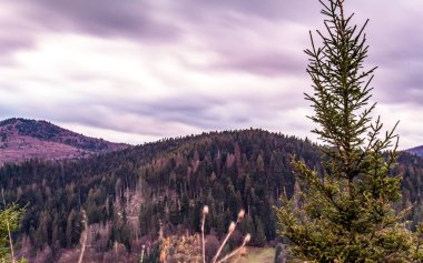 Dağlarda bir ağacı olan güzel bir manzara.
