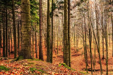 Sonbaharda ormanın güzel manzarası