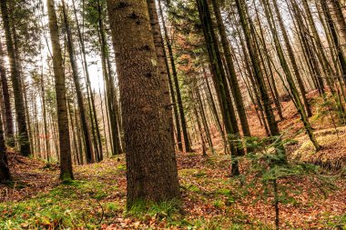 Dağlardaki güzel orman